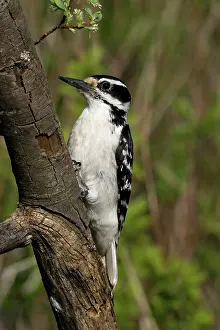 Villosus: Hairy Woodpecker