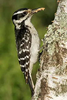 Villosus: Hairy Woodpecker