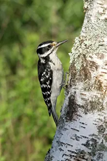 Villosus: Hairy Woodpecker
