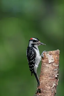 Michigan: HAIRY WOODPECKER