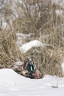 Whitetail: Hairy Woodpecker on Deer Carcass