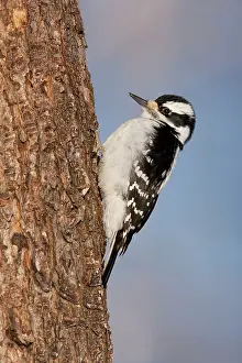 Villosus: Hairy Woodpecker - female