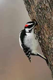 Villosus: Hairy Woodpecker, male at hole of pine tree