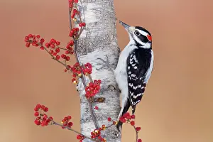 Villosus: Hairy Woodpecker - male in winter