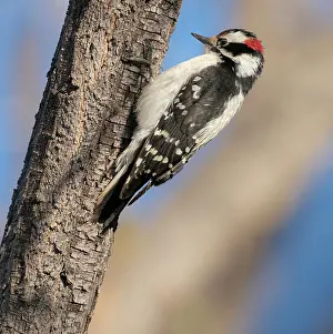 Hairy: Hairy woodpecker, Ojito de San Antonio trail, New Mexico