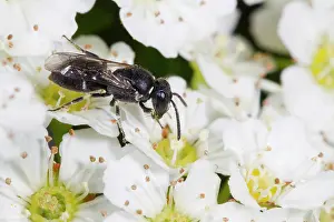 Welsh: Hairy Yellow-face Bee (Hylaeus hyalinatus) adult