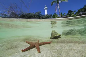 Echinoderms: Half-and-half-shot, starfish in the South Seas off