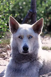 Collar: HALF DOG / HALF WOLF - Close-up of head