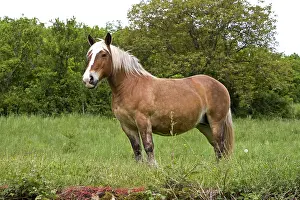 Tranquillity: Half-drought Mare in a meadow Bourgogne France