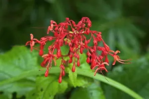 Siam: Half-Hearted Mind flower. Cluster of small