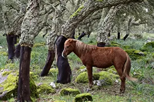 Cork: Half wild horse in the cork oak forest, Giara di