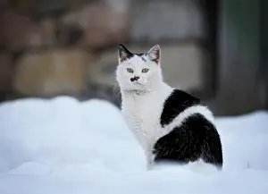 Housecat: Half-wild village cat sitting in the snow in front
