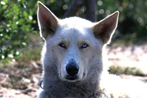 Half: Half Wolf Half Dog - close-up of head