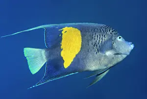 Maculosus: Halfmoon angelfish or (Pomacanthus maculosus), Red