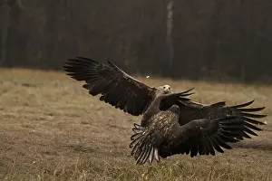 Eastern Europe: Haliaeetus albicilla, white taled eagle, Poland