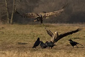 Eastern Europe: Haliaeetus albicilla, white taled eagle, Poland