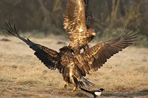 Eastern Europe: Haliaeetus albicilla, white taled eagle, Poland