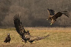 Eastern Europe: Haliaeetus albicilla, white taled eagle, Poland