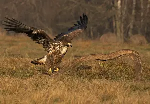 Eastern Europe: Haliaeetus albicilla, white taled eagle, Poland