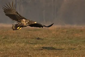 Eastern Europe: Haliaeetus albicilla, white taled eagle, Poland