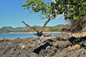 Vociferoides: Haliaeetus vociferoides