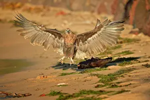 Vociferoides: Haliaeetus vociferoides