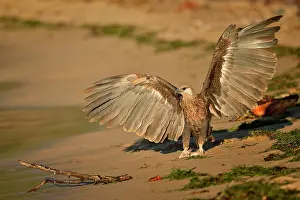 Vociferoides: Haliaeetus vociferoides
