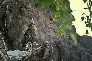 Vociferoides: Haliaeetus vociferoides