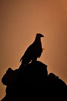 Vociferoides: Haliaeetus vociferoides