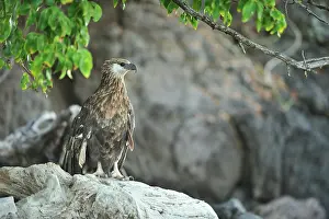 Vociferoides: Haliaeetus vociferoides