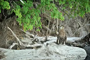 Vociferoides: Haliaeetus vociferoides