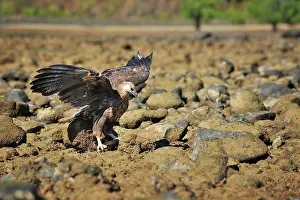 Vociferoides: Haliaeetus vociferoides