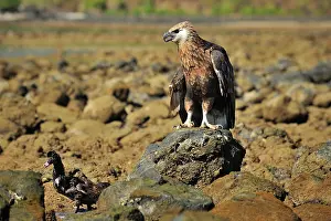 Vociferoides: Haliaeetus vociferoides