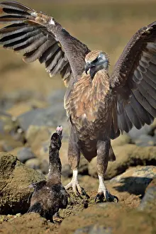 Vociferoides: Haliaeetus vociferoides