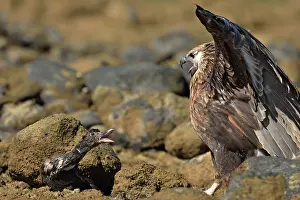 Vociferoides: Haliaeetus vociferoides