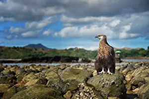 Vociferoides: Haliaeetus vociferoides