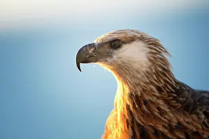 Vociferoides: Haliaeetus vociferoides