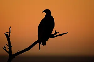 Vociferoides: Haliaeetus vociferoides