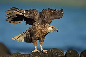 Vociferoides: Haliaeetus vociferoides