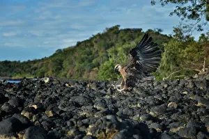 Vociferoides: Haliaeetus vociferoides