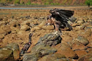 Vociferoides: Haliaeetus vociferoides