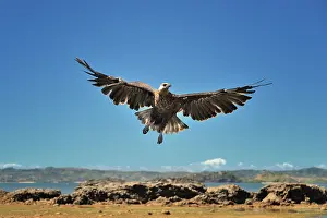 Vociferoides: Haliaeetus vociferoides