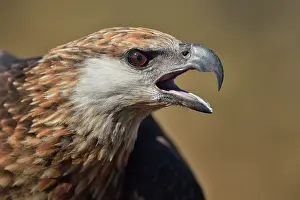 Shout: Haliaeetus vociferoides