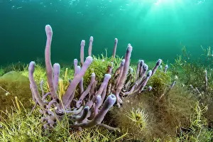 Hrault: Haliclona (Reniera) cinerea sponge, Thau lagoon