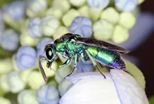 Pollinating: Halictid Bee