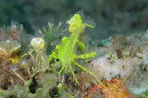 Algae: Halimeda Algae Crab