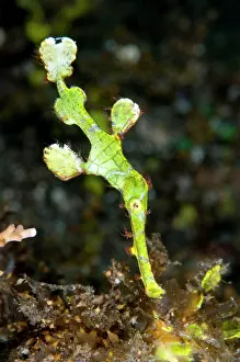 Imitate: Halimeda Ghost Pipefish