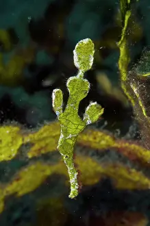 Pipefish: Halimeda Ghost Pipefish - Goby and Crab dive site