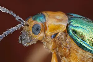 Bugs: Hallescher (Sermylassa halensis) leaf beetle in lateral view
