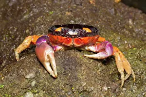 Rica: Halloween Crab